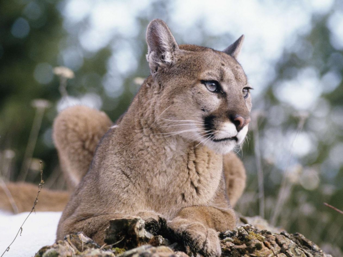 Aptal Puma Sendromu psikoloji