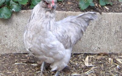 Araucana Tavuğu & Araucana Tavuk Yumurtası