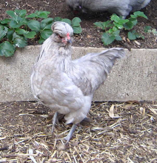 Araucana Tavuğu