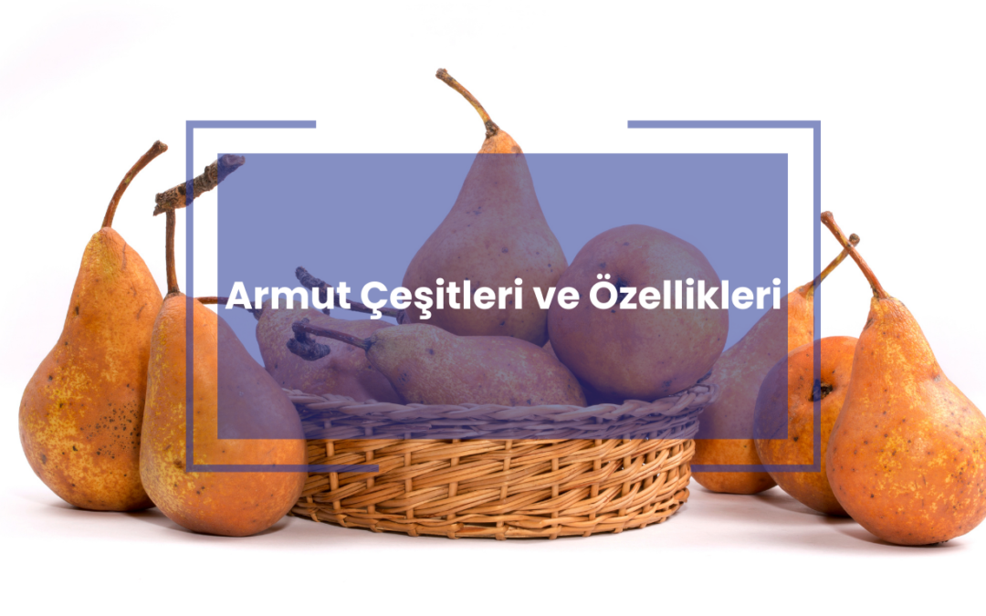 Armut Çeşitleri ve Özellikleri