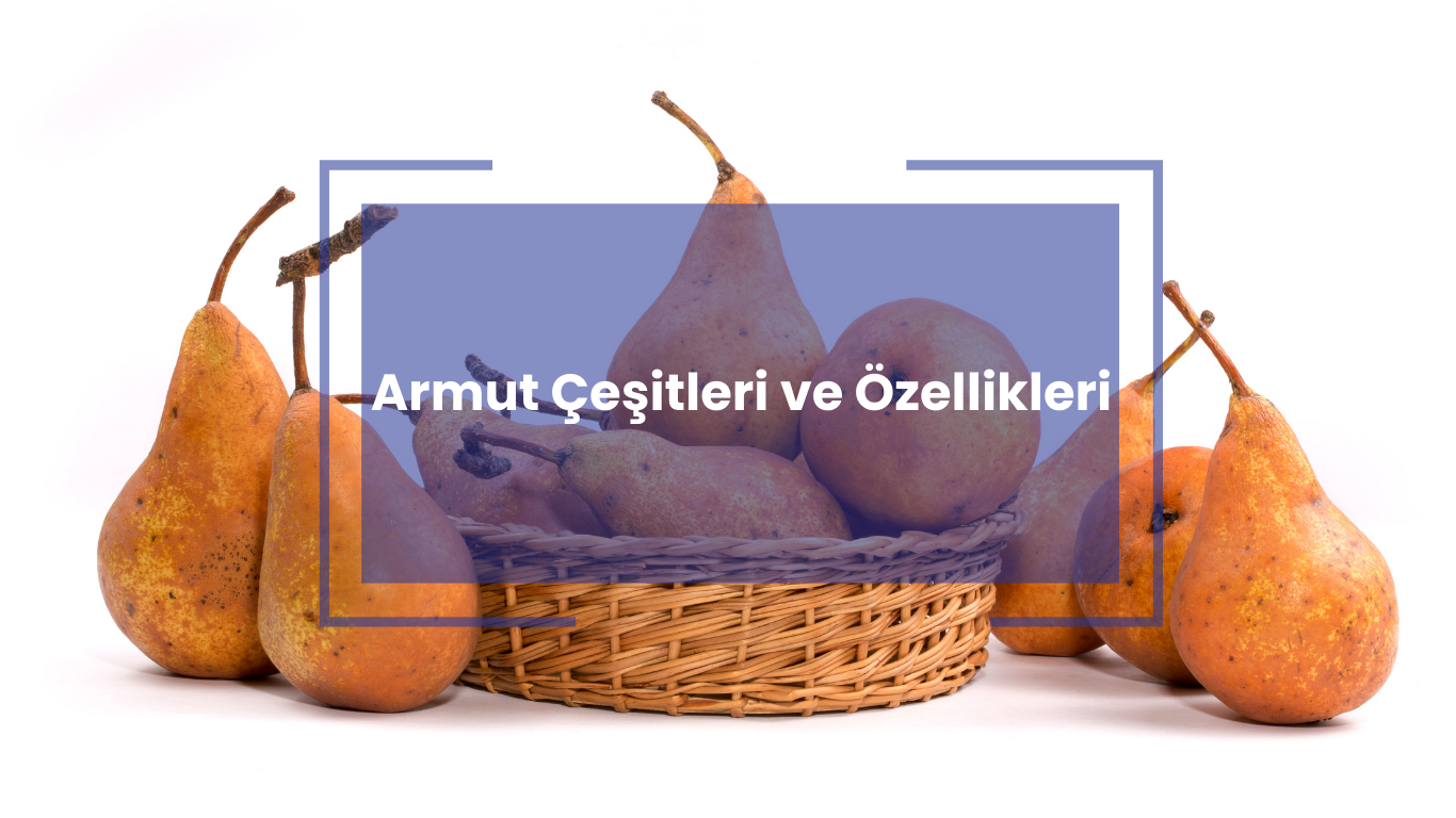 Armut Çeşitleri ve Özellikleri