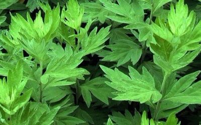 Artemisia Argyi Nedir?