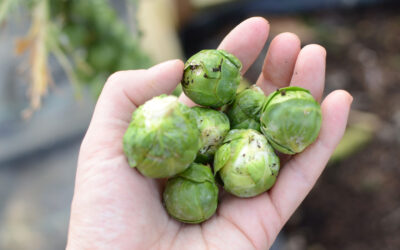 Brüksel Lahanası Ne Zaman Ekilir?