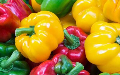 California Bell Biberi Özellikleri (Renkli Dolmalık Biber)