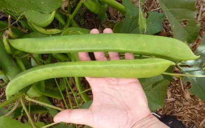 Canavalia Ensiformis Nedir?