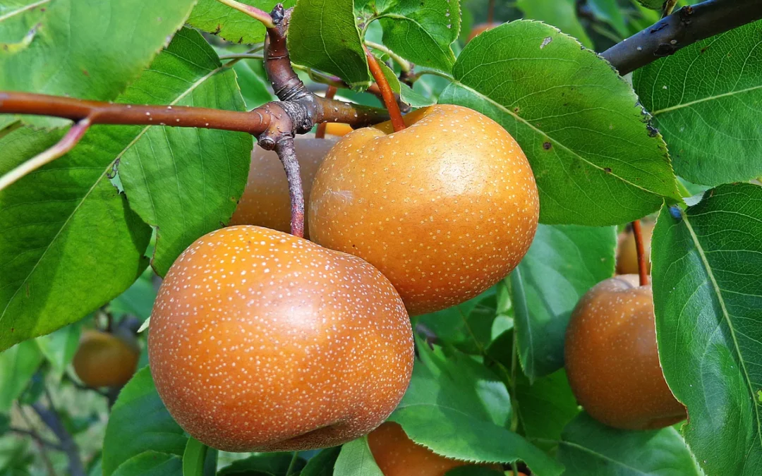 Chojuro armut fidanı