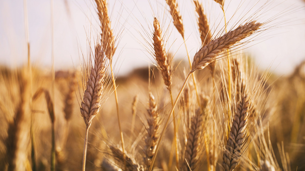 durum buğdayı nedir