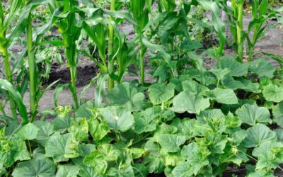 Eşlikçi Kardeş Bitkiler Tablosu