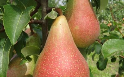 Etruşka Armut Özellikleri, Hasat Zamanı