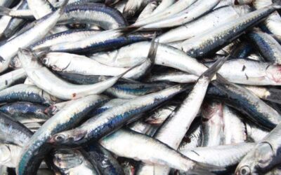 Hamsi Mevsimi Ne Zaman?