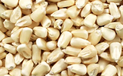 Hominy Nedir?