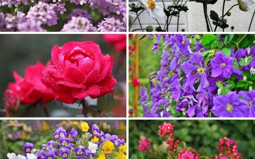 İlgi İstemeyen Çiçekler