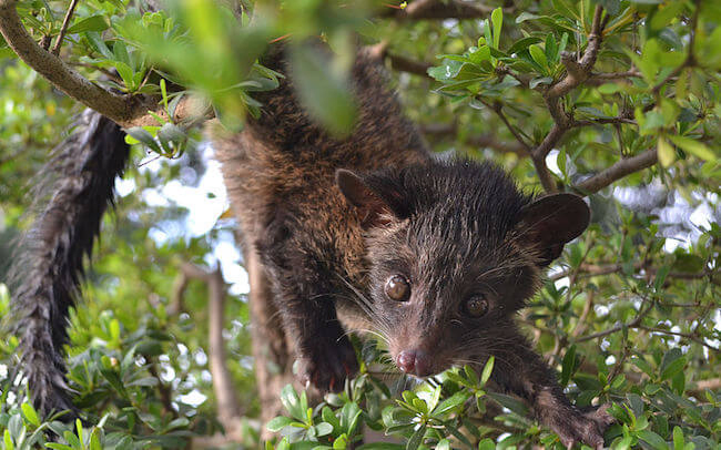 Kopi Luwak Kedisi