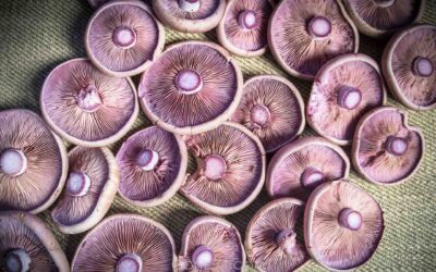 Mavi Cincile Mantarı Yenir mi? Zehirli mi?