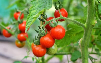 Metil Bromid Neden Yasak?