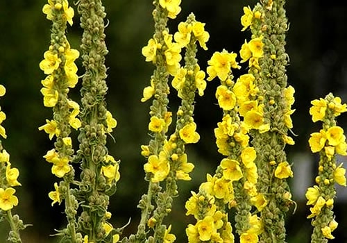 Mullein Nedir? Faydaları Neler?