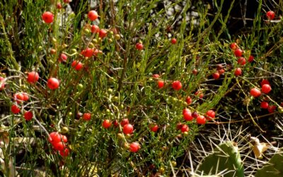 Kara Süpürge (Morcak) Nedir? Yenir mi?