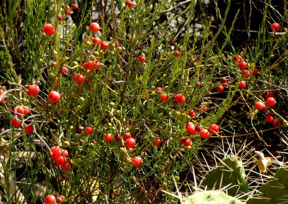 Kara Süpürge (Morcak) Nedir? Yenir mi?