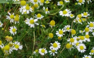 Papatya Mevsimi Ne Zaman?