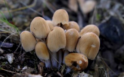 Pullu Mürekkep Mantarı Yenir mi?