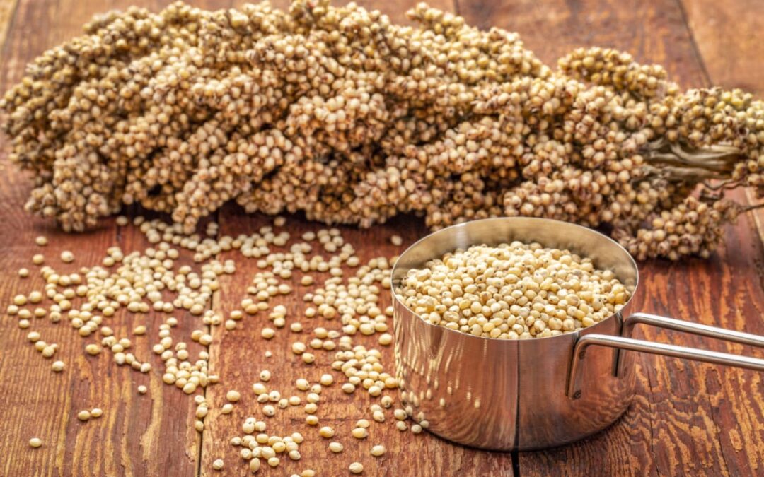 Sorgum Sütü Faydaları Neler?