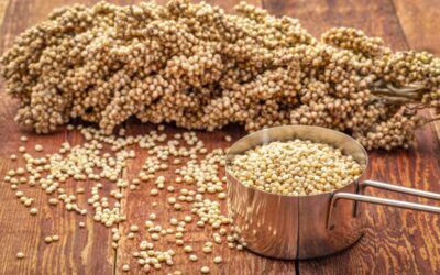 Sorgum Sütü Faydaları Neler?