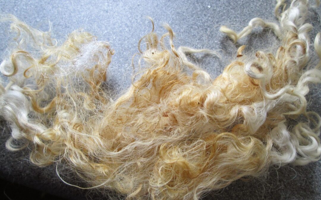 Yıkanmamış Koyun Yünü Öksürük İçin Nasıl Kullanılır?