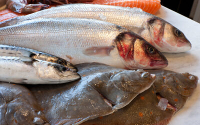 Balık Mevsimi Ne Zaman?