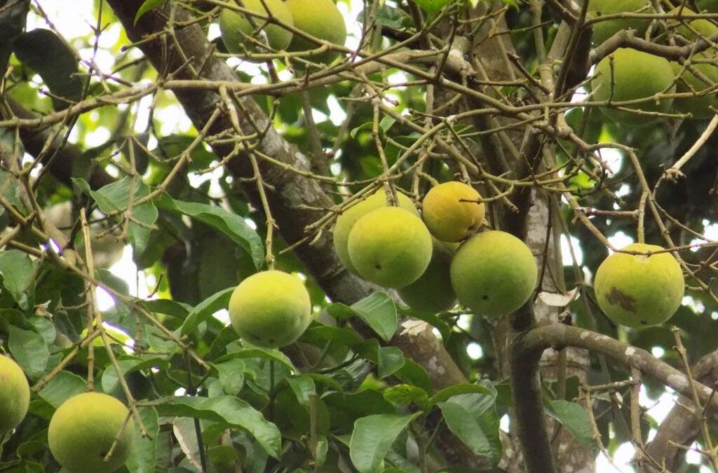 Garcinia Kola faydaları