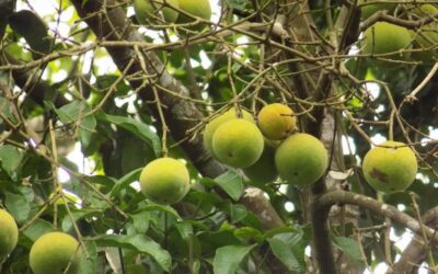 Garcinia Kola Nedir? Garcinia Kola Faydaları