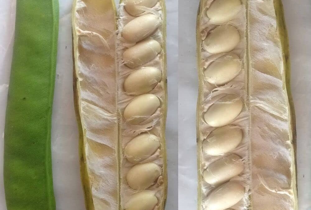 Jack Bean Nedir? Özellikleri