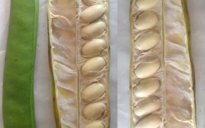 Jack Bean Nedir? Özellikleri