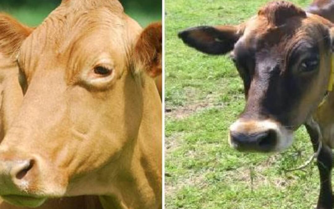 Jersey İnek Özellikleri, Jersey inek Sütü Nedir?