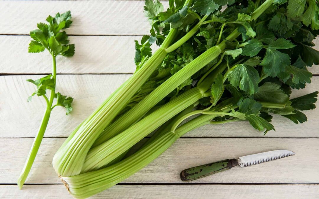 Kereviz Sapının Faydaları