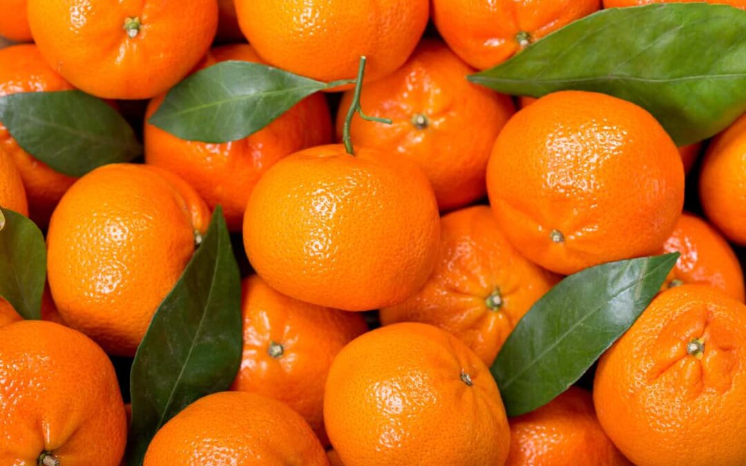 king mandalina çeşitleri