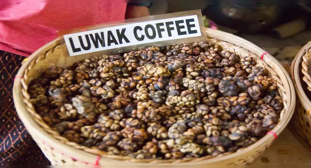 kopi luwak kahvesi nasıl yapılır