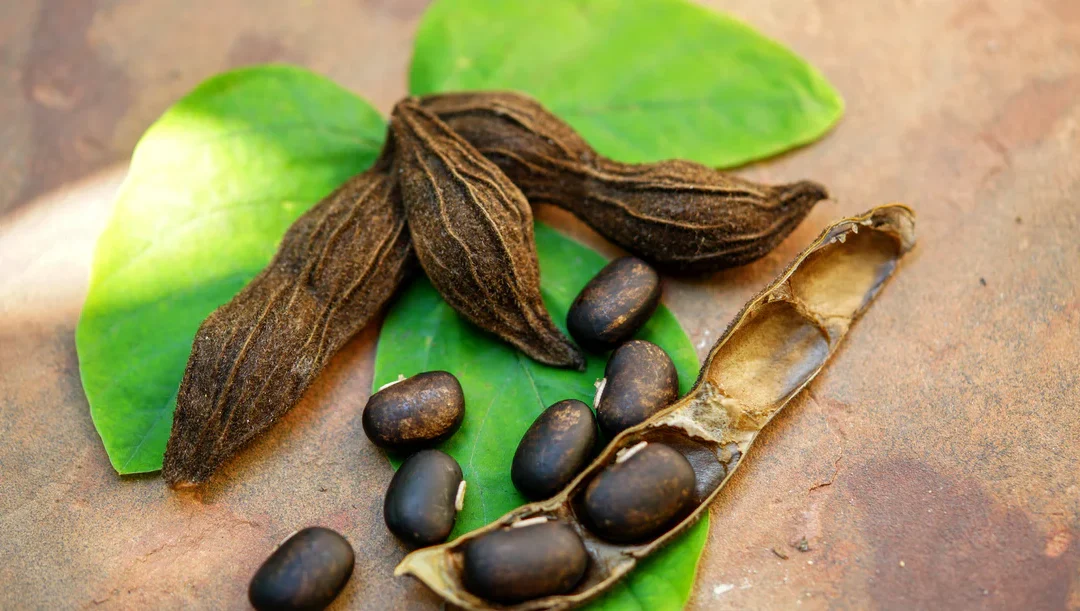 Mucuma Nedir? Mucuna Pruriens