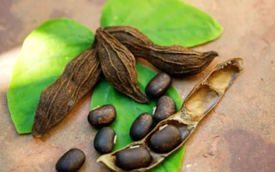 Mucuma Nedir? Mucuna Pruriens