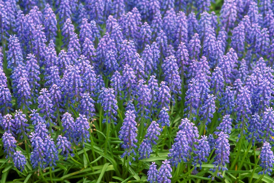 muscari çiçeği bakımı