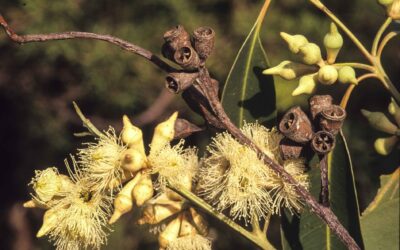 Robusta Çiçeği Nedir? Özellikleri