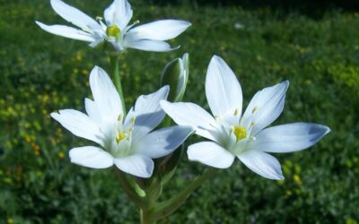 Sakarca Otu Ne Zaman Çıkar? Faydaları