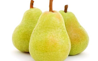 Santa Maria Armut Özellikleri, Hasat Zamanı