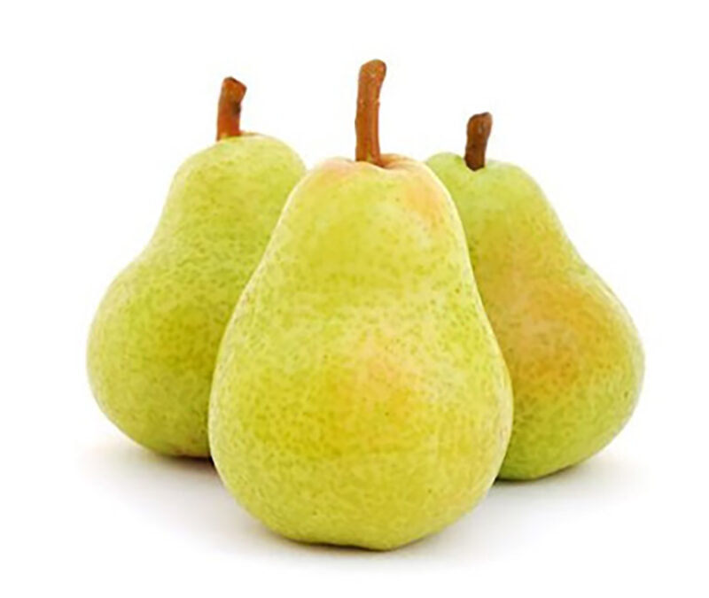 santa maria armut hasat zamanı