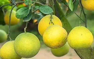 Shaddock Pomelo Nedir? Özellikleri