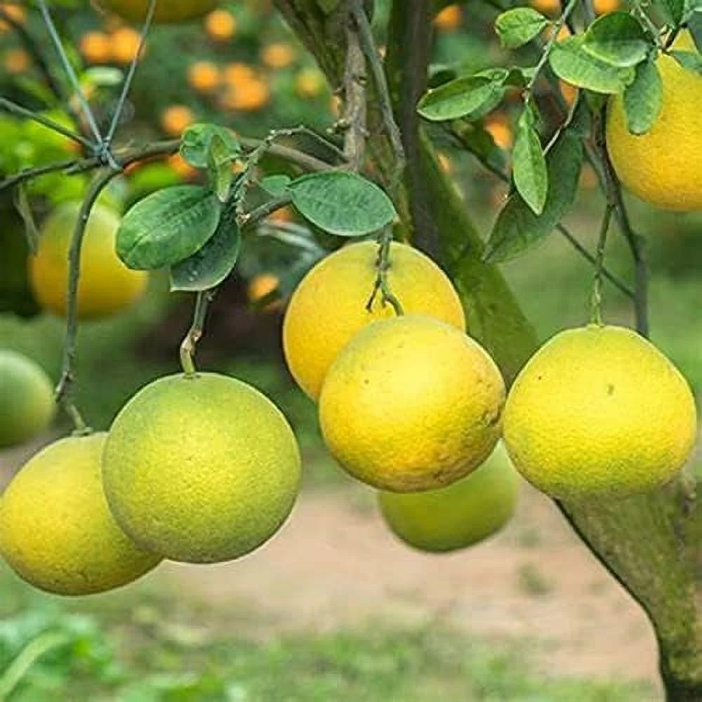 shaddock pomelo özellikleri