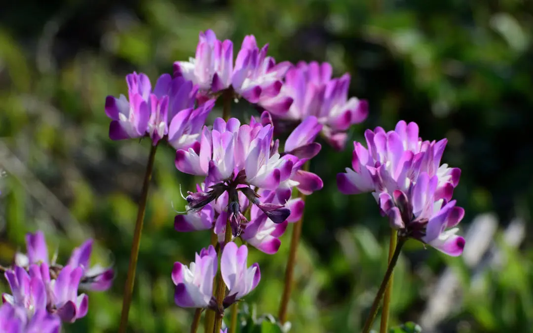 Astragalus membranaceus kökü