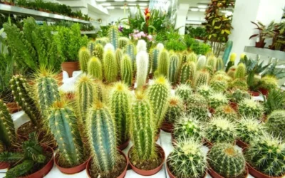 Boyuna Uzayan Kaktüs