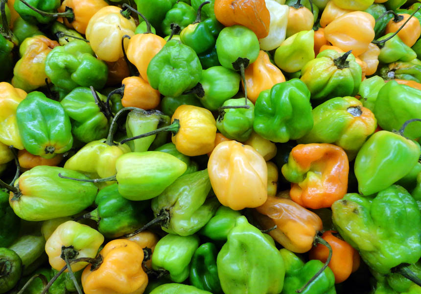 Capsicum Chinense Acı mı