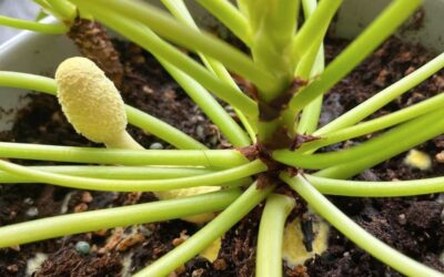 Çiçeğin Dibinde Mantar Çıkması