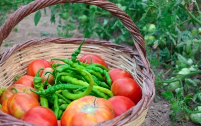 Domates Biber Yan Yana Ekilir mi?